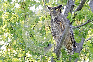 Great-horned Owl babies perched on a tree branch in the forest