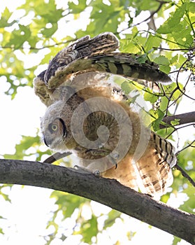 Great-horned Owl baby flying in the forest