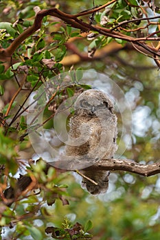 Great horned owl baby resting on a tree branch