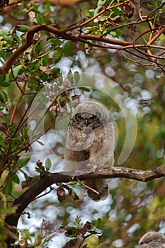 Great horned owl baby resting on a tree branch