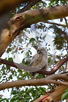 Great horned owl baby resting on a tree branch