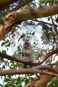 Great horned owl baby resting on a tree branch