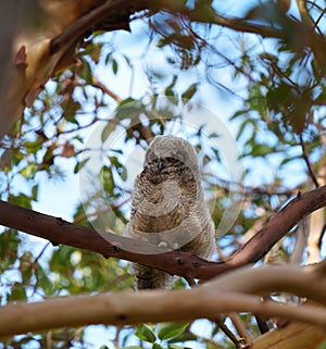 Great horned owl baby resting on a tree branch