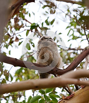 Great horned owl baby resting on a tree branch