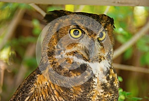 Great horned owl with big yellow eyes and green foliage background closeup
