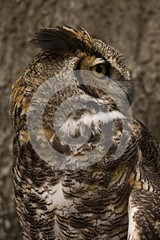 Great Horned Owl Bird of Prey