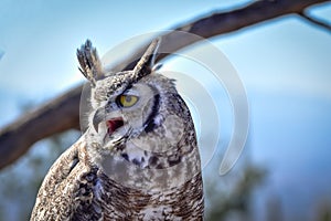 Great Horned Owl with blue sky