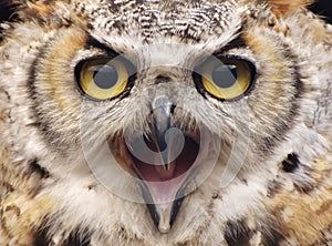 Great Horned Owl Bubo virginianus