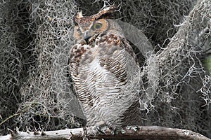 Great Horned Owl (Bubo virginianus) photo