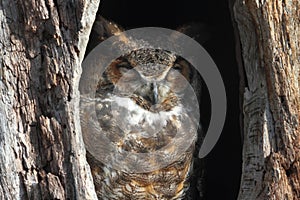 Great Horned Owl (Bubo virginianus) photo