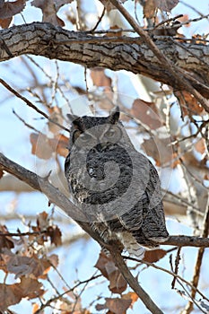 Great Horned Owl (Bubo virginianus