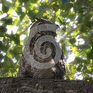 Great Horned Owl bubo virginianus
