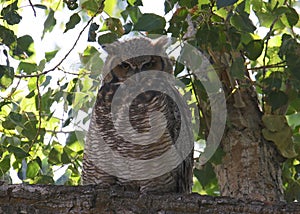 Great Horned Owl bubo virginianus