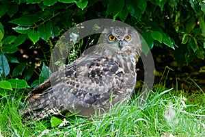 Great Horned Owl (Bubo virginianus)