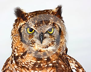 Great Horned Owl (Bubo virginianus) photo