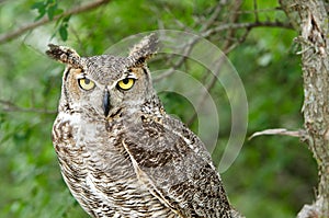 Great Horned Owl (Bubo virginianus)