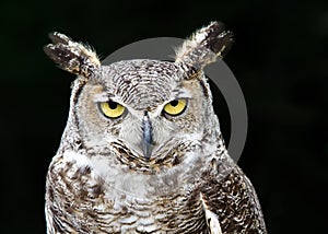 Great Horned Owl (Bubo virginianus)