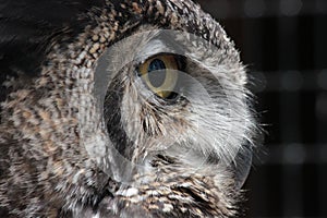 Great Horned Owl (Bubo virginianus)