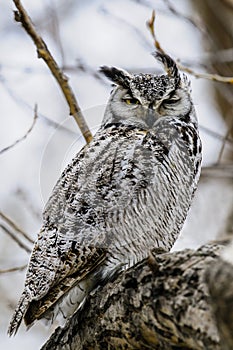 Great-Horned Owl (Bubo virginianus)