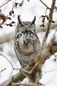 Great-Horned Owl (Bubo virginianus)