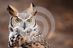 Great Horned Owl (Bubo virginianus)