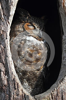 Great Horned Owl (Bubo virginianus)