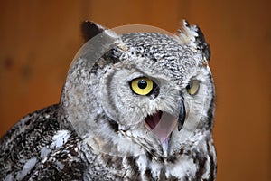 Great horned owl (Bubo virginianus).