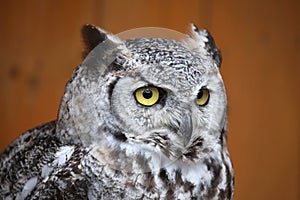 Great horned owl (Bubo virginianus).