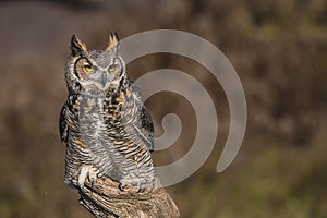 Great horned owl (Bubo virginianus)