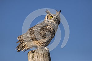 Great horned owl (Bubo virginianus)