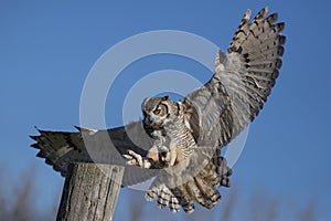 Great horned owl (Bubo virginianus)