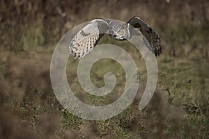 Great horned owl (Bubo virginianus)