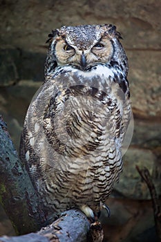 Great horned owl Bubo virginianus