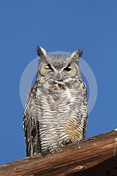 Great Horned Owl & x28;Bubo virginianus& x29;