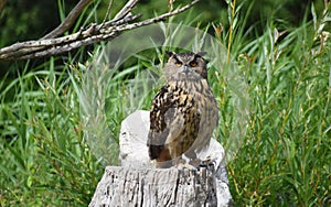 The Great Horned Owl sitting on a tree stump.