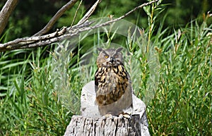 The Great Horned Owl sitting on a tree stump.