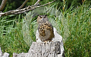 The Great Horned Owl sitting on a tree stump.
