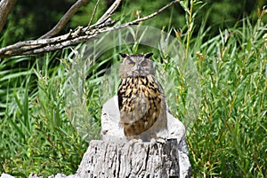 The Great Horned Owl sitting on a tree stump.