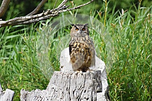 The Great Horned Owl sitting on a tree stump.