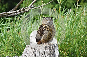 The Great Horned Owl sitting on a tree stump.