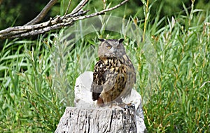 The Great Horned Owl sitting on a tree stump.