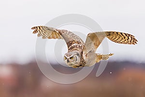 great horned owl (Bubo virginianus), also known as the tiger owl in flight