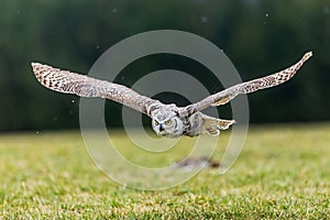 great horned owl (Bubo virginianus), also known as the tiger owl in flight