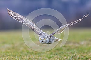 great horned owl (Bubo virginianus), also known as the tiger owl while flying low over the ground