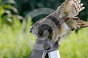 Great horned owl & x28;Bubo virginianus& x29;, also known as the tiger owl. It is an extremely adaptable bird with a vast range