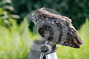 Great horned owl & x28;Bubo virginianus& x29;, also known as the tiger owl. It is an extremely adaptable bird with a vast range