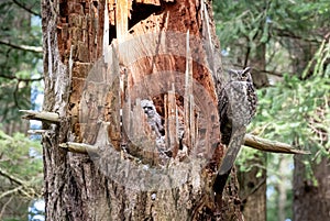 Great horned owl  Bubo virginianus  photo