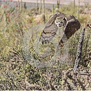 Great Horned Owl bird Bubo virginianus flight