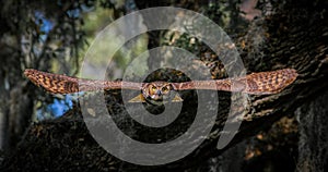 Great horned owl Bubo virginianus flying straight at camera, wingspan full, intense yellow eyes stare