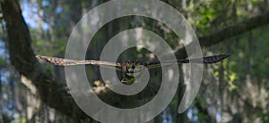 great horned owl (Bubo virginianus) flying straight at camera, wingspan full, intense yellow eyes stare